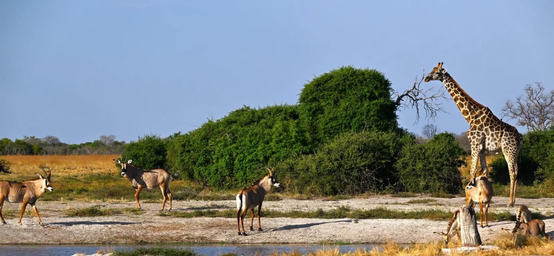 Wildlife photography